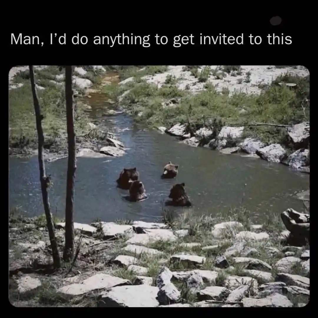 Four brown bears are seen from behind, wading and swimming in a shallow, rocky stream surrounded by green vegetation and…