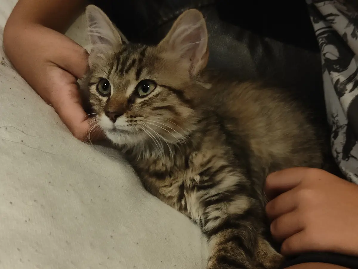 A small tabby kitten with green eyes is being held gently by a person's hands while resting on their lap. The kitten looks…