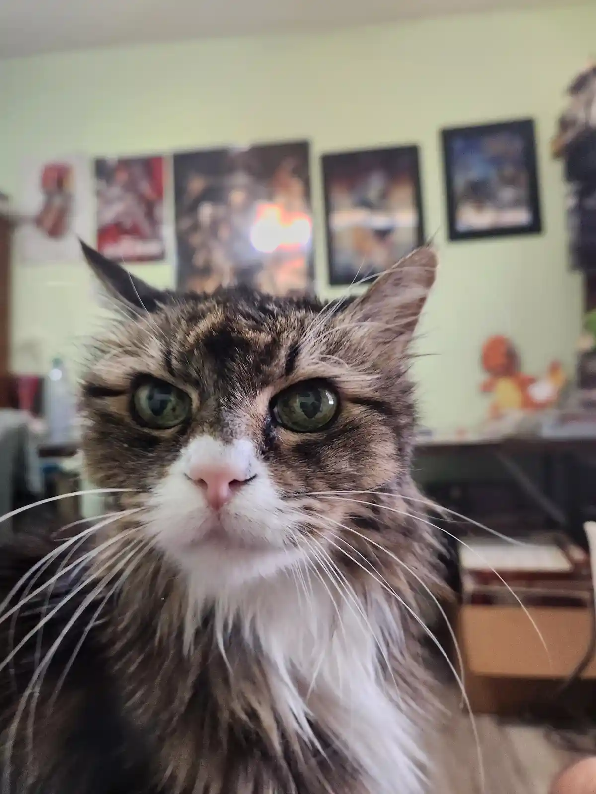A close-up photo of a fluffy tabby cat with wide, green eyes and a white muzzle staring directly at the camera with a look…