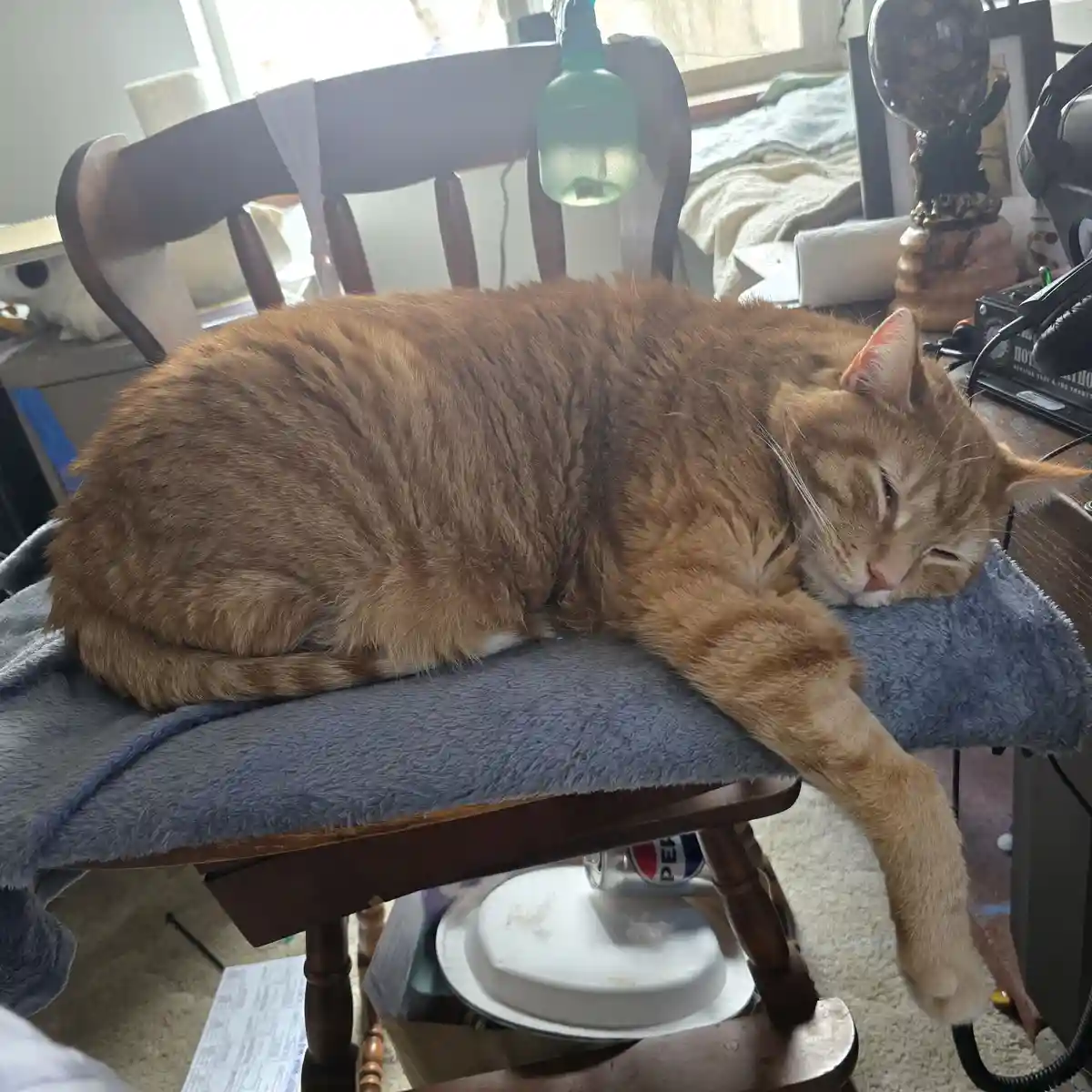 An orange tabby cat is curled up and sleeping soundly on a blue towel draped over a wooden chair. Its right front paw hangs…