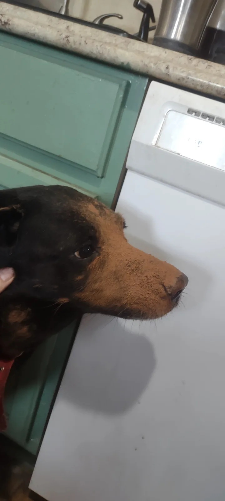 When Your Black Lab Gets Curious About Cocoa and Sneezes