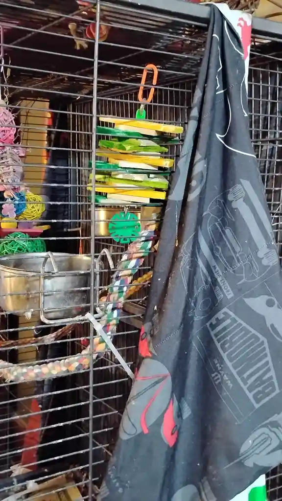 Meet Jackie, Gryphon, Ethel, and Her Adorable Kids