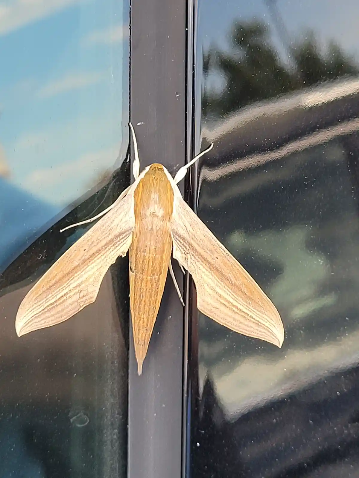 A large, tan-colored hawkmoth with long, narrow wings and a pointed abdomen is perched on the black frame between two car…