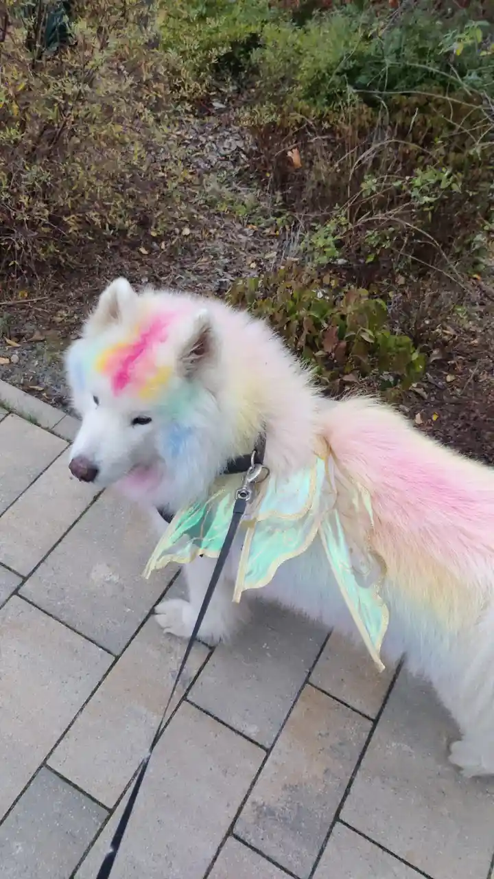 A white Samoyed dog is shown outdoors on a paved path, wearing a light green and gold fairy wing costume attached to its…