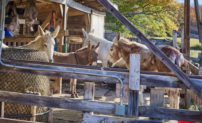 Four donkeys are standing in a wooden stable, looking over a fence toward the viewer. One is near a hay feeder, another is…