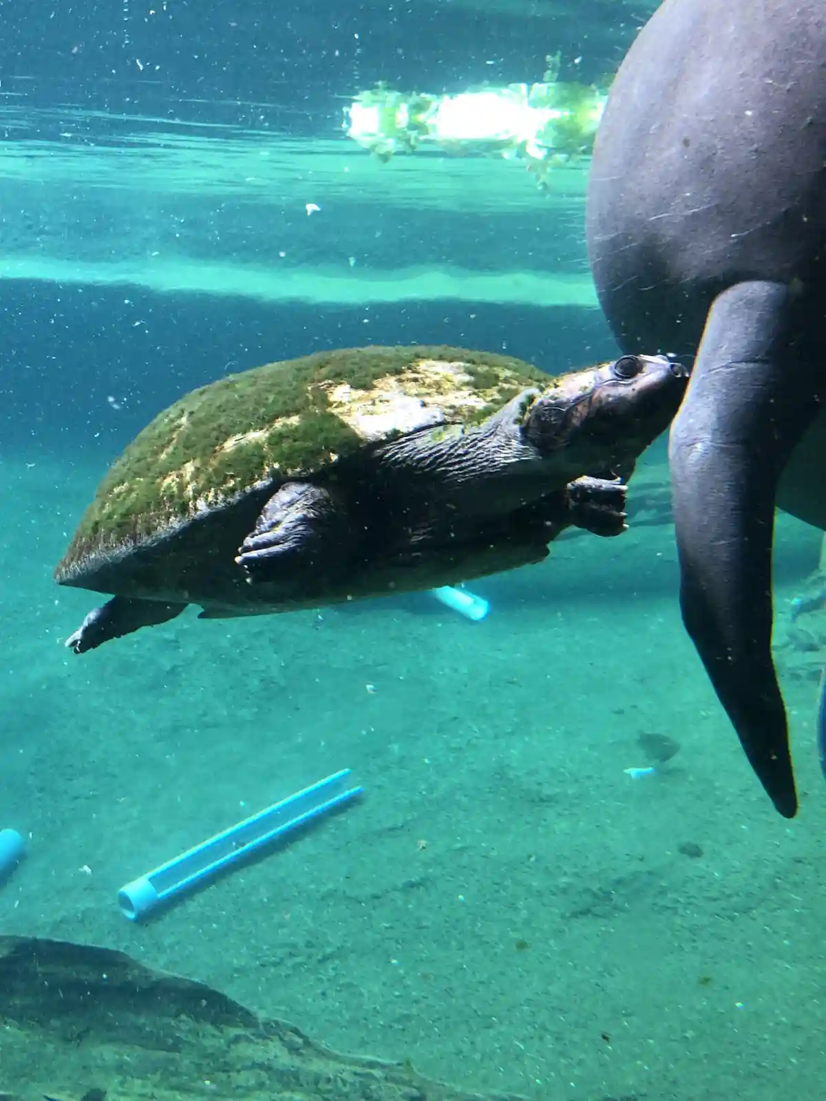 An underwater photo shows a turtle with algae on its shell swimming near a dolphin's tail. The turtle is looking toward the…