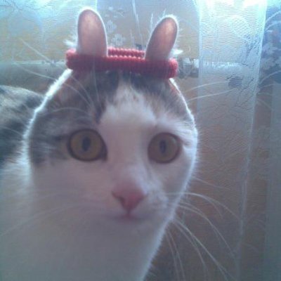 A close-up photo of a white and grey cat with wide, startled-looking eyes, wearing a small red knitted headband shaped like…
