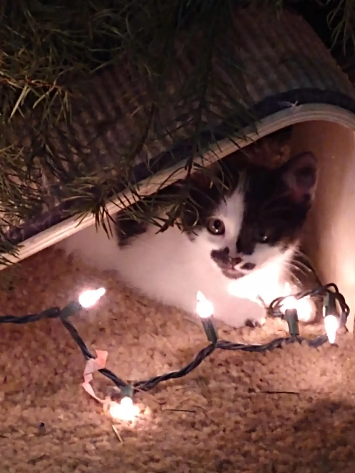 A small black-and-white kitten peeks out from under a pine tree branch, surrounded by glowing string lights on a carpeted…