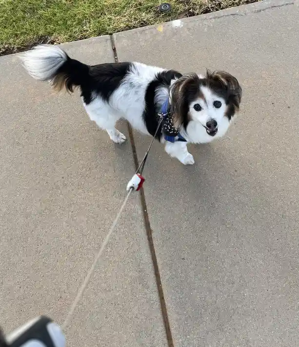A small black and white dog with floppy ears and a fluffy tail stands on a concrete sidewalk, looking up at the camera with…
