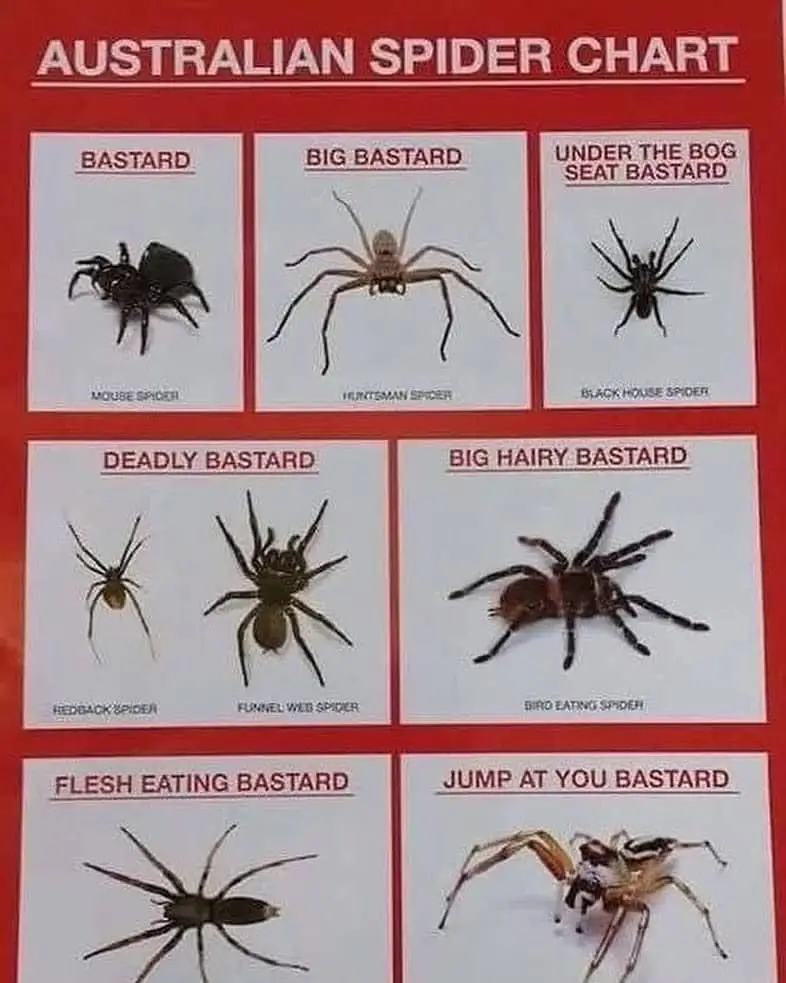 A red chart titled 'AUSTRALIAN SPIDER CHART' displays seven different spider species, each labeled with a progressively more…