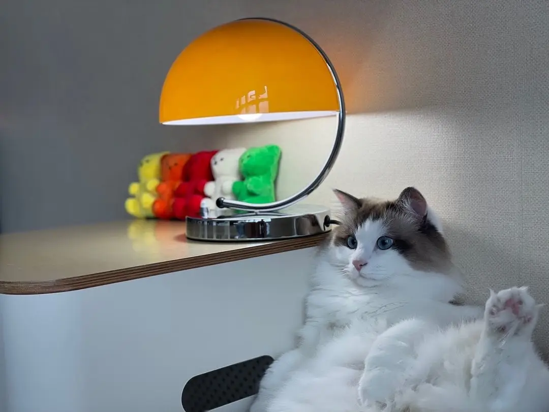 A fluffy white and gray cat with blue eyes sits on a white surface next to a lit orange desk lamp, one paw raised. Behind…