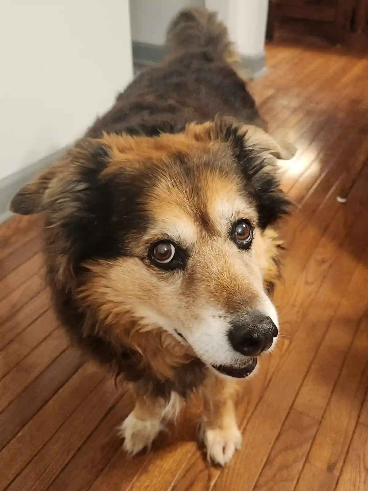 A close-up photo of a fluffy, tri-color dog with brown, black, and white fur, standing on a wooden floor and looking up with…