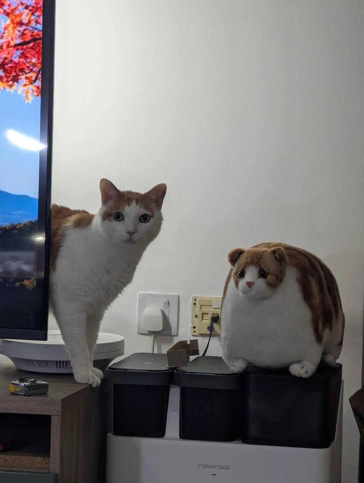 A real orange and white cat stands alert on a wooden TV stand next to a large, round, plush cat toy that sits atop a white…