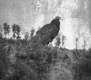 A black-and-white, grainy photo shows a large bird of prey perched on a grassy hillside with sparse trees in the background…