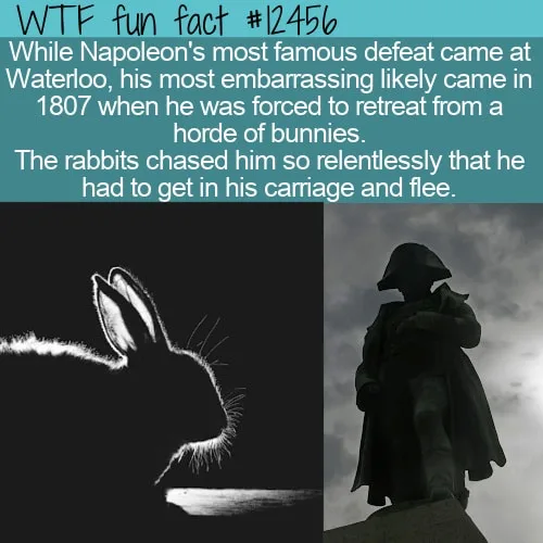 The image is split into two halves: the left shows a white silhouette of a rabbit's head against a black background, and the…