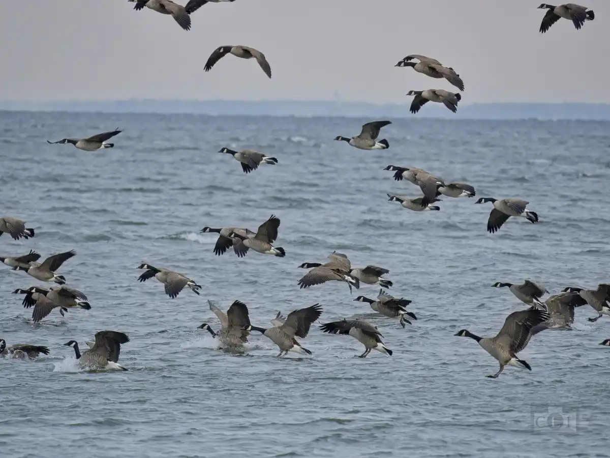 Geese Taking Over the Chesapeake