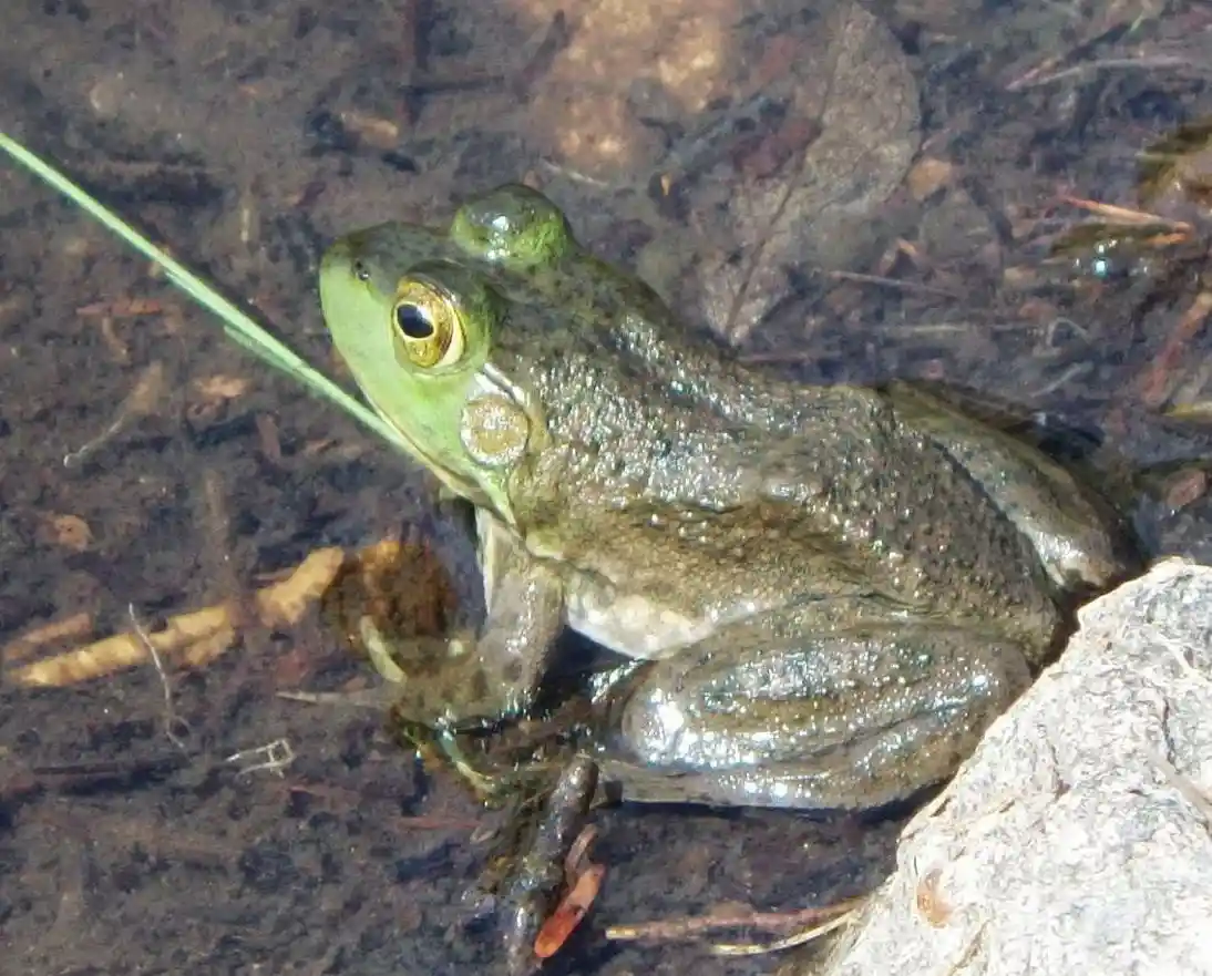 A close-up photo of a green frog sitting in shallow water near a rock, with leaves and debris visible beneath the surface…