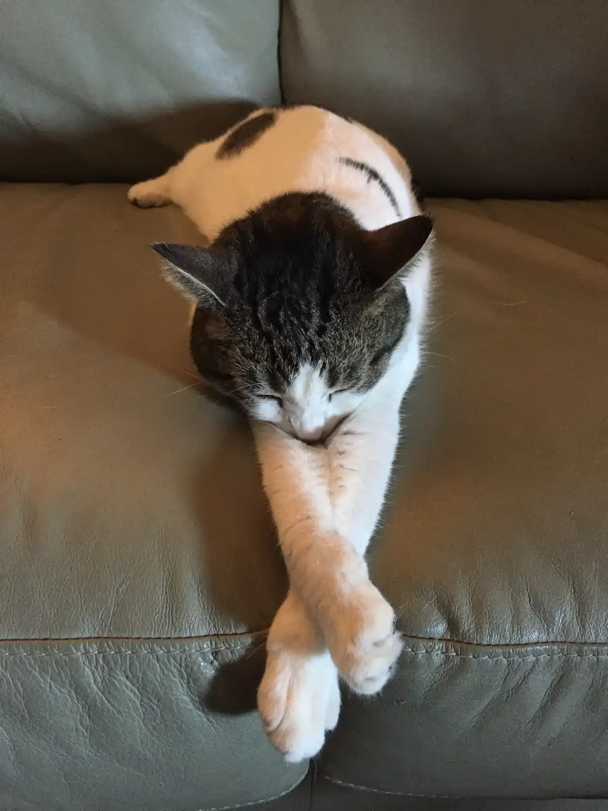 A white and gray cat is lying on a brown leather couch, stretching its front paws upward with its eyes closed. The overlaid…