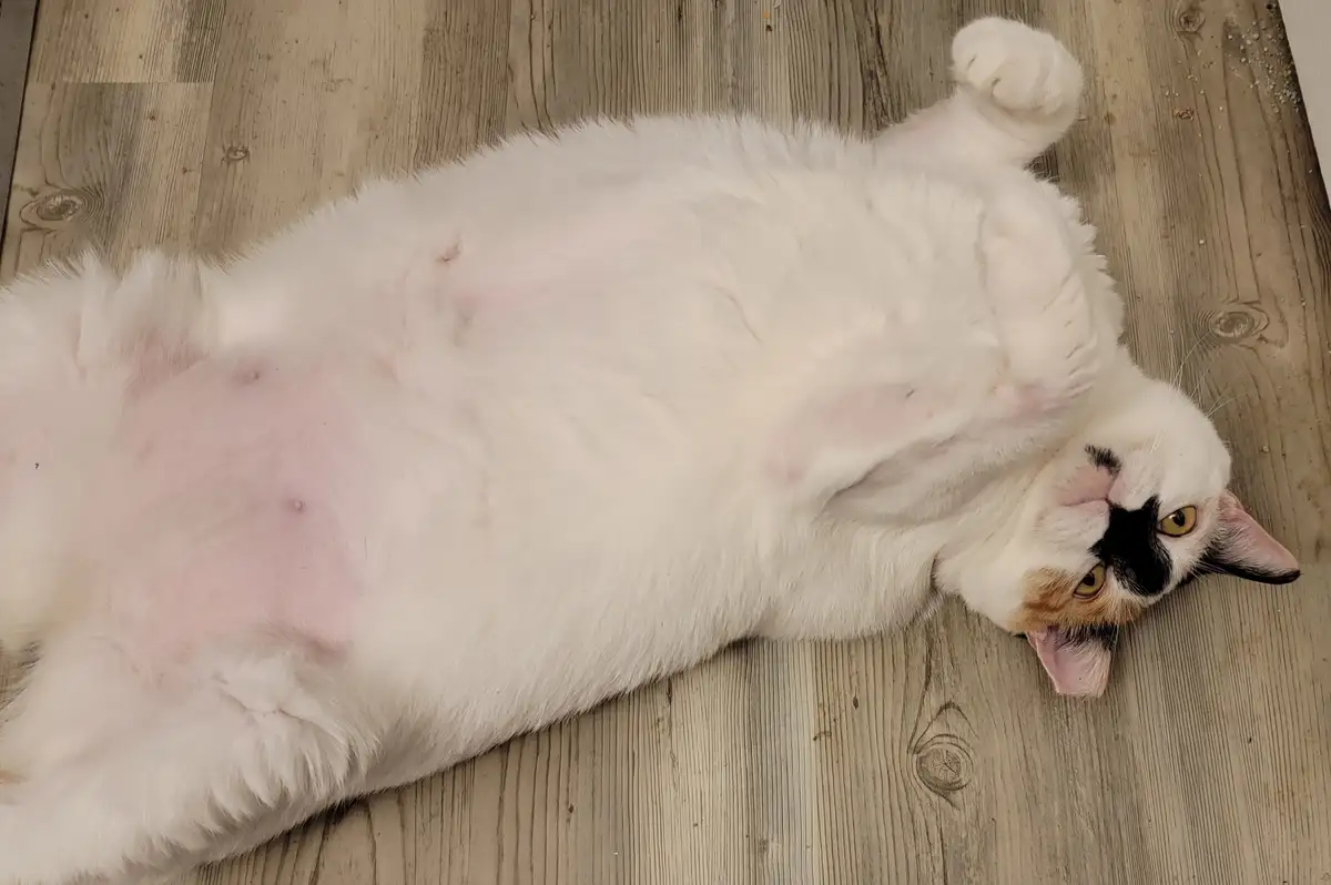 A fluffy white cat with black and orange markings lies on its back on a light wood floor, exposing its pink belly and…