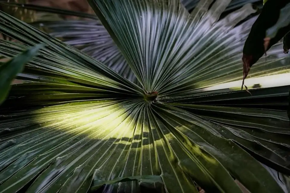 A close-up photograph of a large, fan-shaped palm leaf with sunlight streaming through its center, creating a bright…