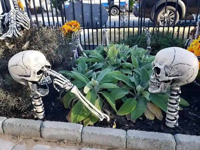 Two Halloween skeleton decorations are positioned in a garden bed with green plants and mulch, one skeleton is leaning…