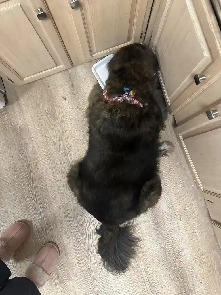 A fluffy dark brown dog is lying on a light wood floor in a kitchen, wedged between two light wood cabinets with silver…