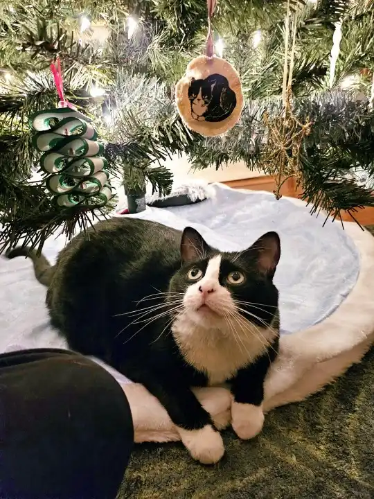 A black and white cat with wide eyes sits beneath a decorated christmas tree, looking upward. Above it, hanging from the…
