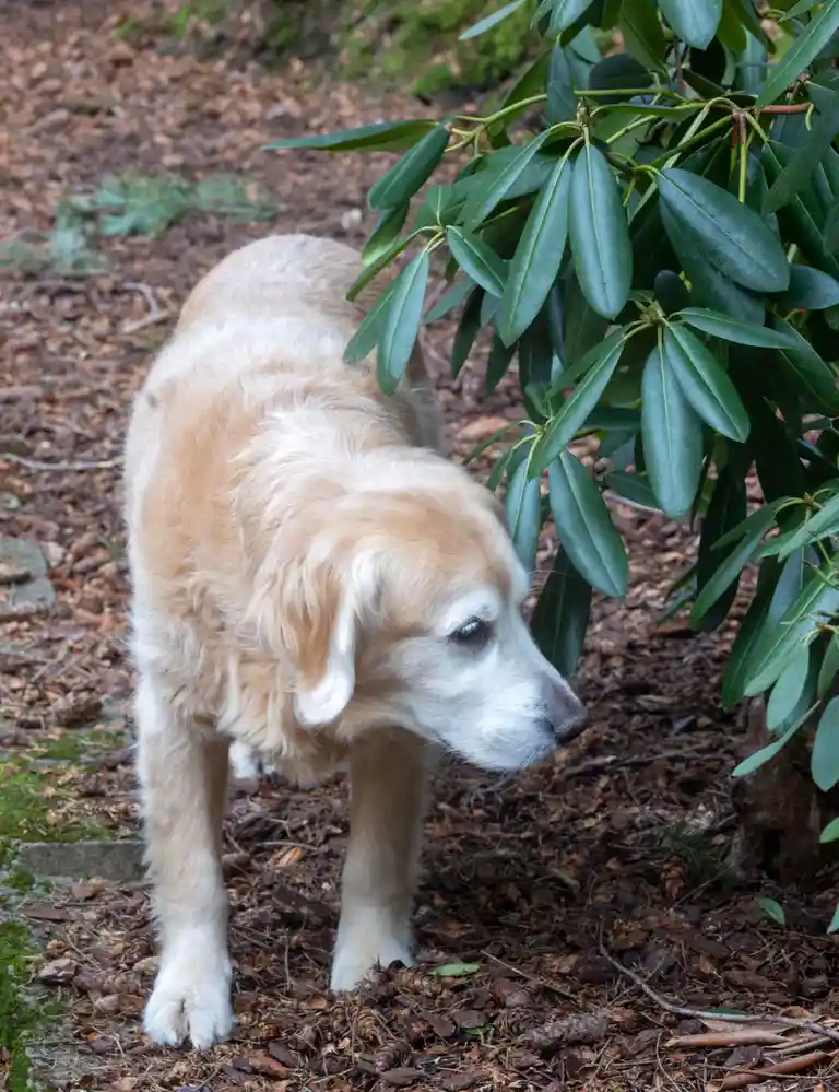 A golden retriever stands outdoors on a bed of brown mulch and pinecones, partially obscured by a green leafy bush. The dog…