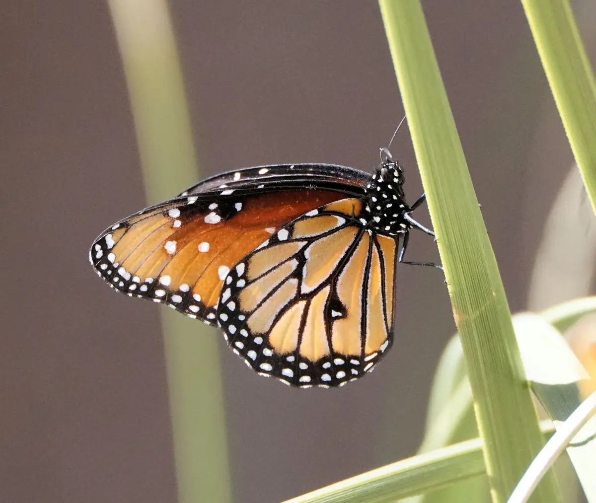 A monarch butterfly with orange, black, and white wings is perched on a green blade of grass. The image has text overlaid…
