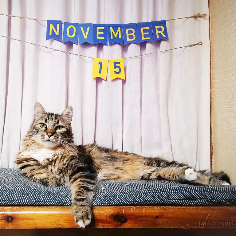 A fluffy tabby cat with green eyes lies relaxed on a blue patterned cushion atop a wooden surface, looking directly at the…