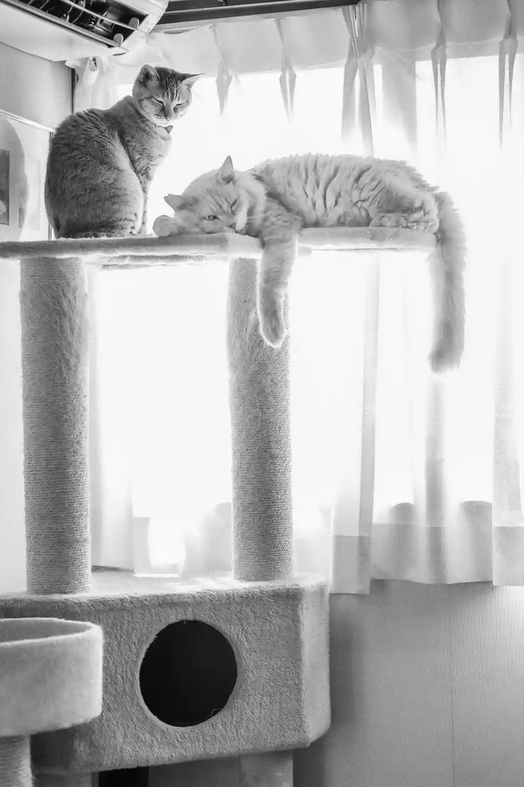 A black-and-white photo shows two cats on a cat tree; one is sitting upright looking down, while the other is lying down…