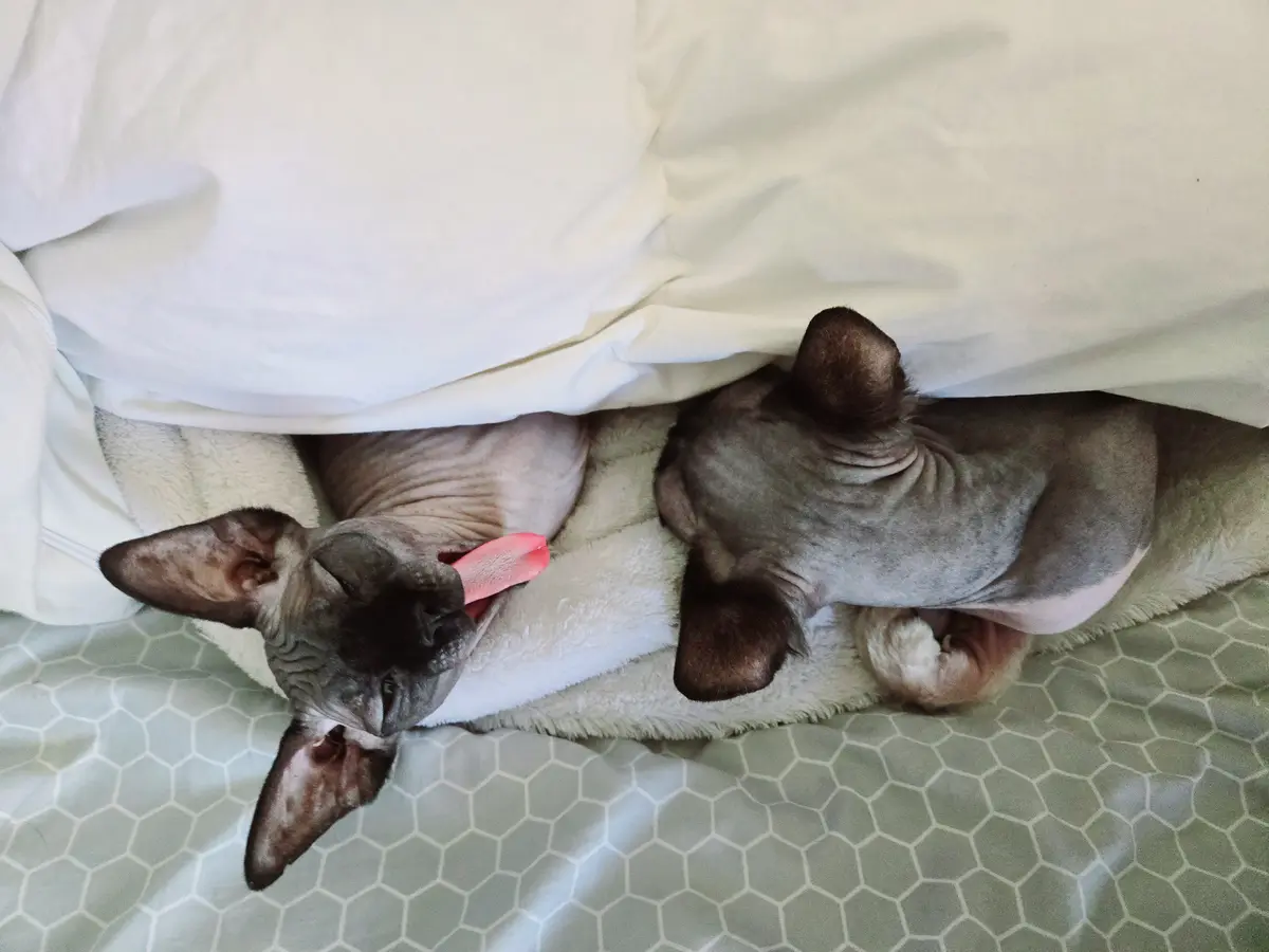 Two hairless cats are snuggled under a white blanket on a bed with a hexagonal patterned sheet. One cat is lying on its back…