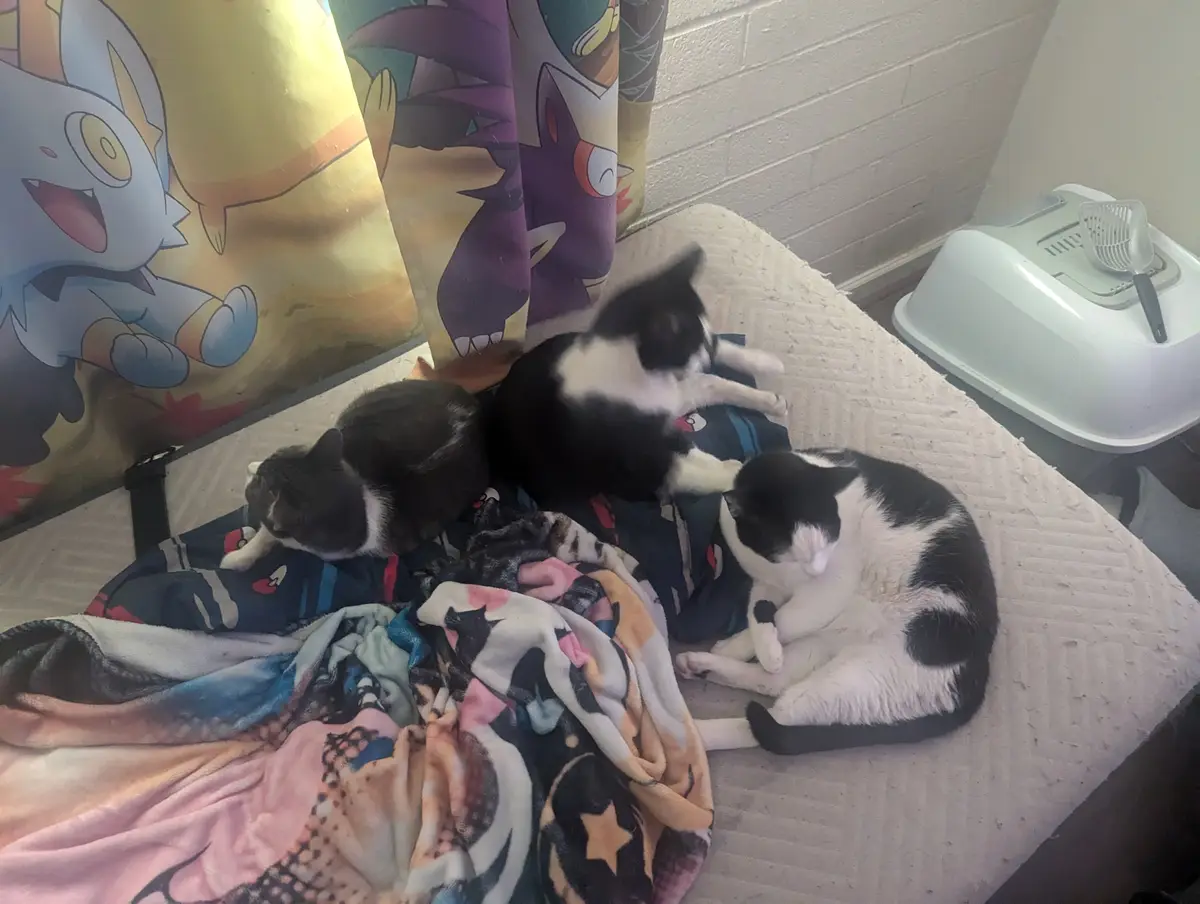 Three cats are lounging on a bed covered with blankets, next to a Pokémon-themed curtain and a white litter box. One cat is…