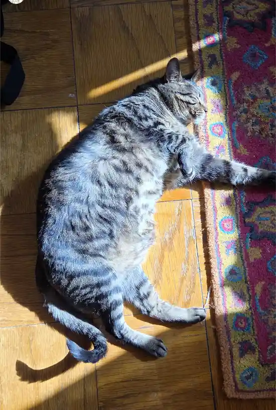 A gray tabby cat is lying on its side on a wooden floor, partially in sunlight, with one paw extended onto a colorful rug…