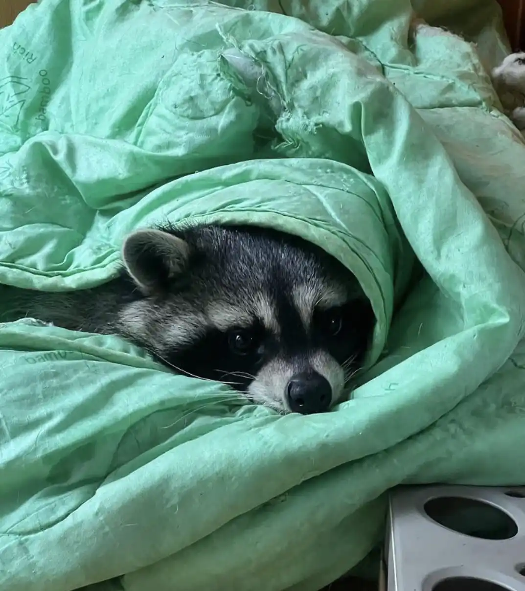 A raccoon is peeking out from under a rumpled, light green blanket, its face partially covered, with a tired or sleepy…