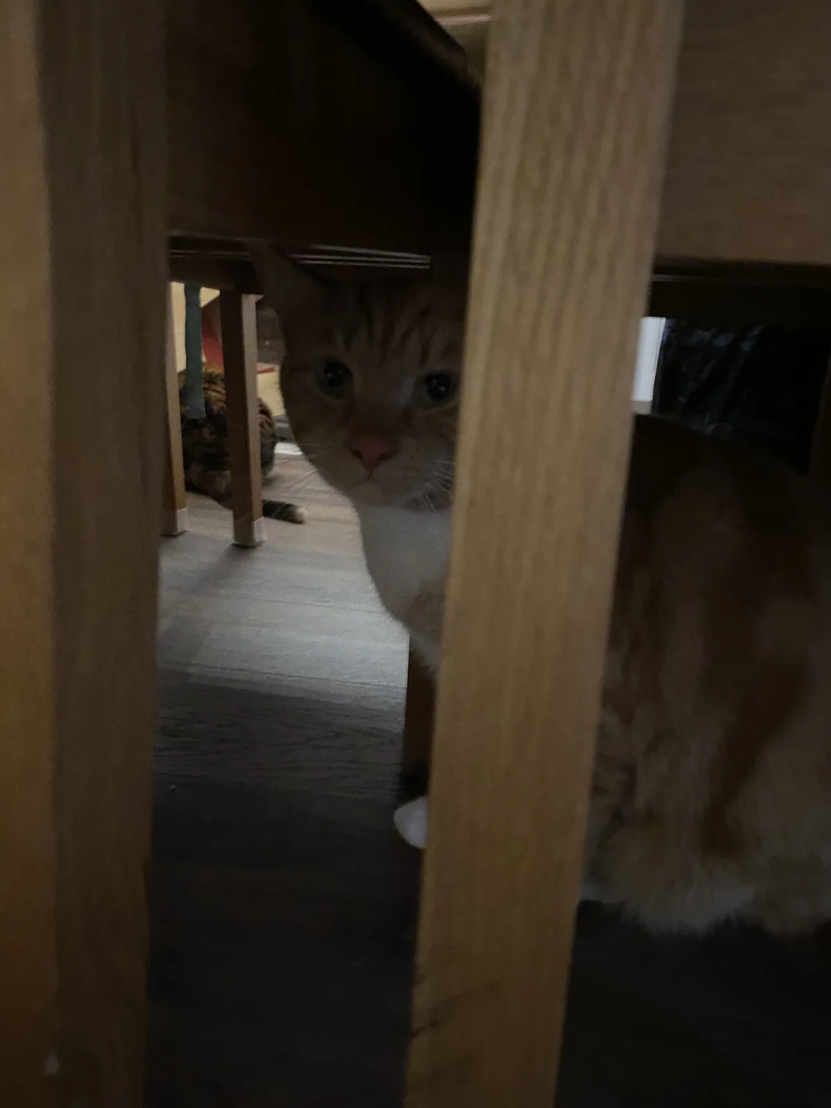 A ginger and white cat peeks out from under a wooden table, looking directly at the camera with wide, curious eyes. The…