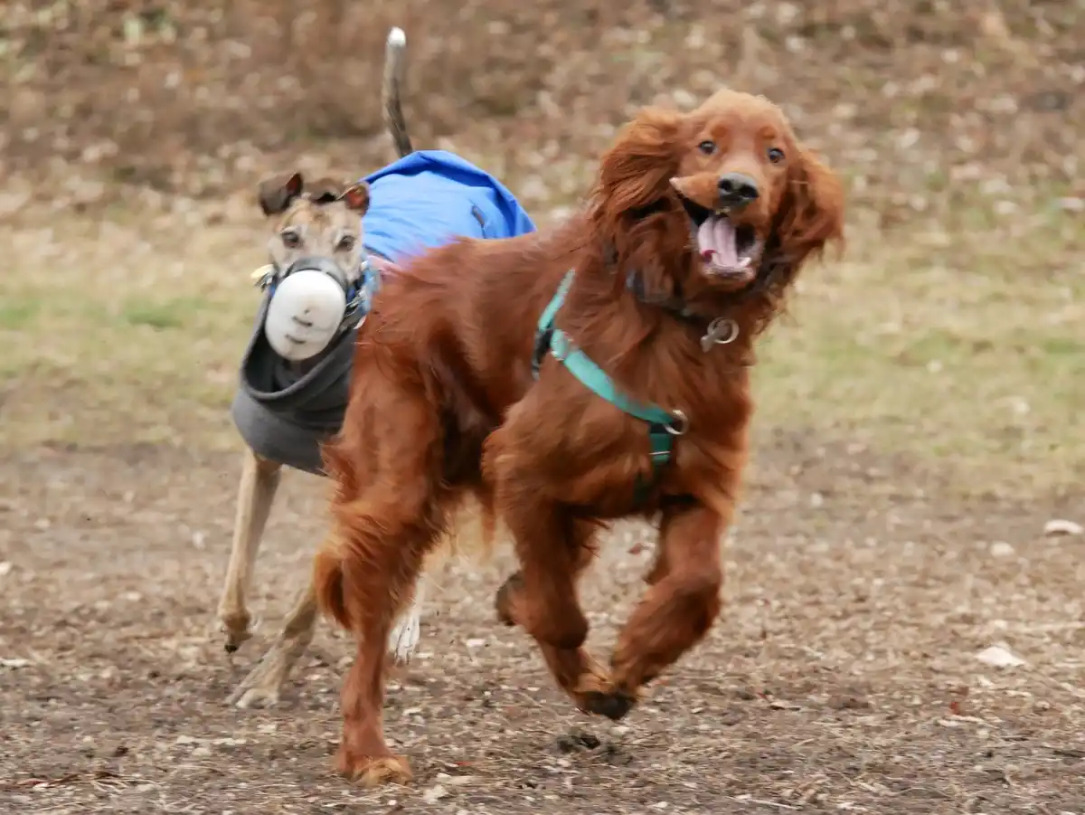 Two dogs are running outdoors on a dirt path. The dog in front is a reddish-brown, long-haired breed with a teal harness…