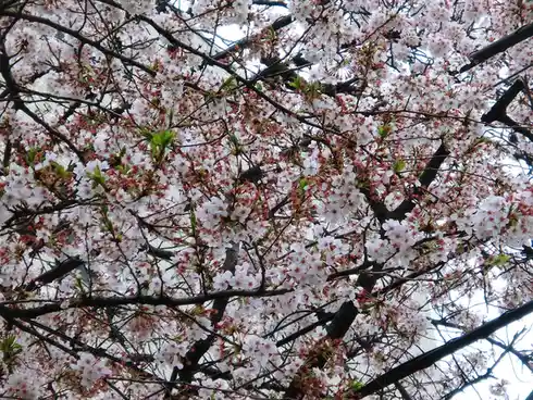 A close-up photo of a cherry blossom tree in full bloom, with delicate white and pink flowers densely covering dark branches…