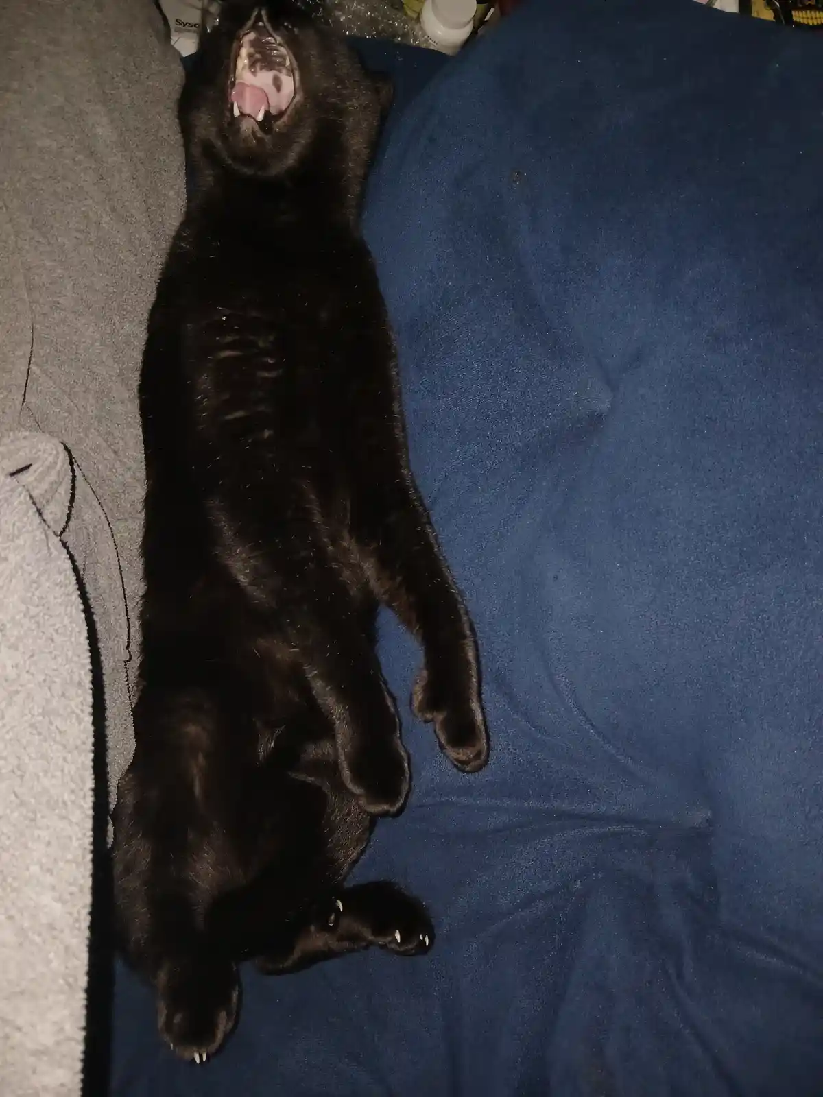 A black cat is lying on its back on a blue fabric surface, mouth wide open in a yawn or meow, showing its teeth and tongue…