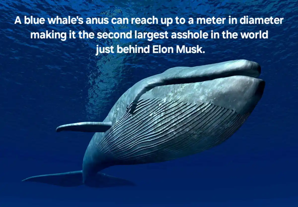 An underwater photo of a blue whale swimming, overlaid with white text stating that a blue whale's anus can reach up to a…
