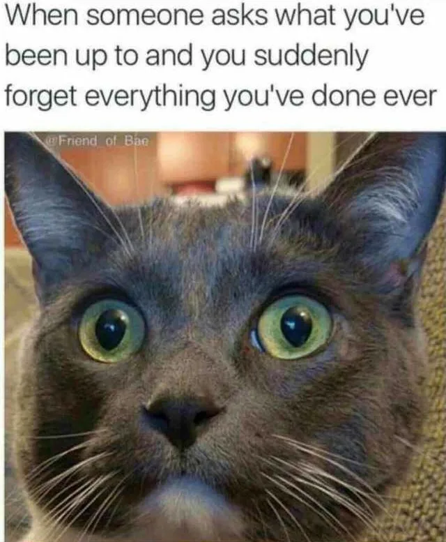 A close-up photo of a grey cat with wide, startled green eyes looking directly at the camera, conveying shock or panic. The…