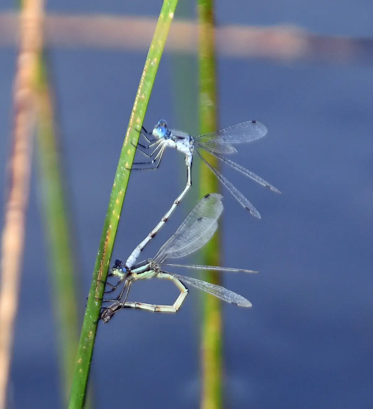 Two dragonflies are shown mating on a green plant stem against a blurred blue background. Their bodies are intertwined in a…