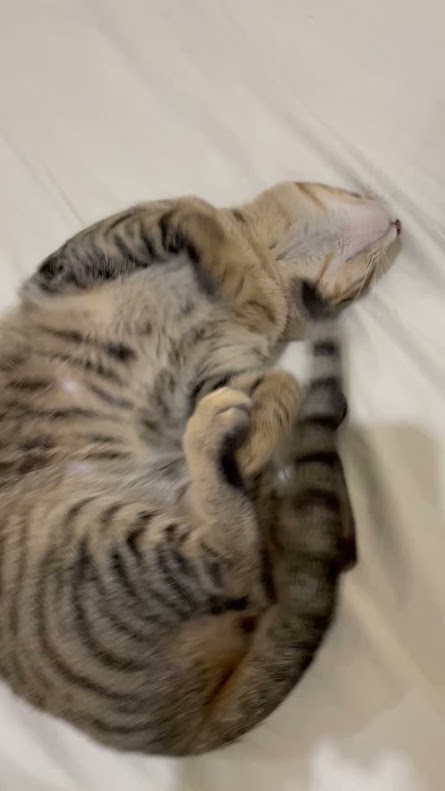 A tabby cat curled up on a white surface, sleeping with its eyes closed and paws tucked in. The overlaid text reads 'i'm not…