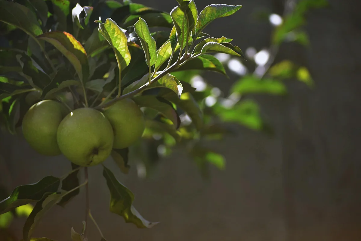 A close-up photograph shows several green apples hanging from a tree branch, surrounded by green leaves with sunlight…