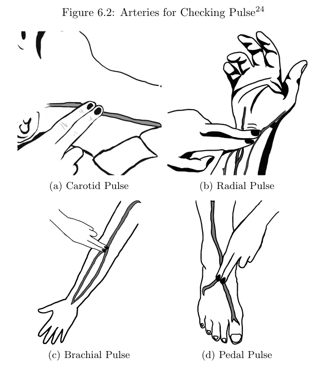 A black-and-white medical diagram labeled 'Figure 6.2: Arteries for Checking Pulse' shows four labeled illustrations: (a)…