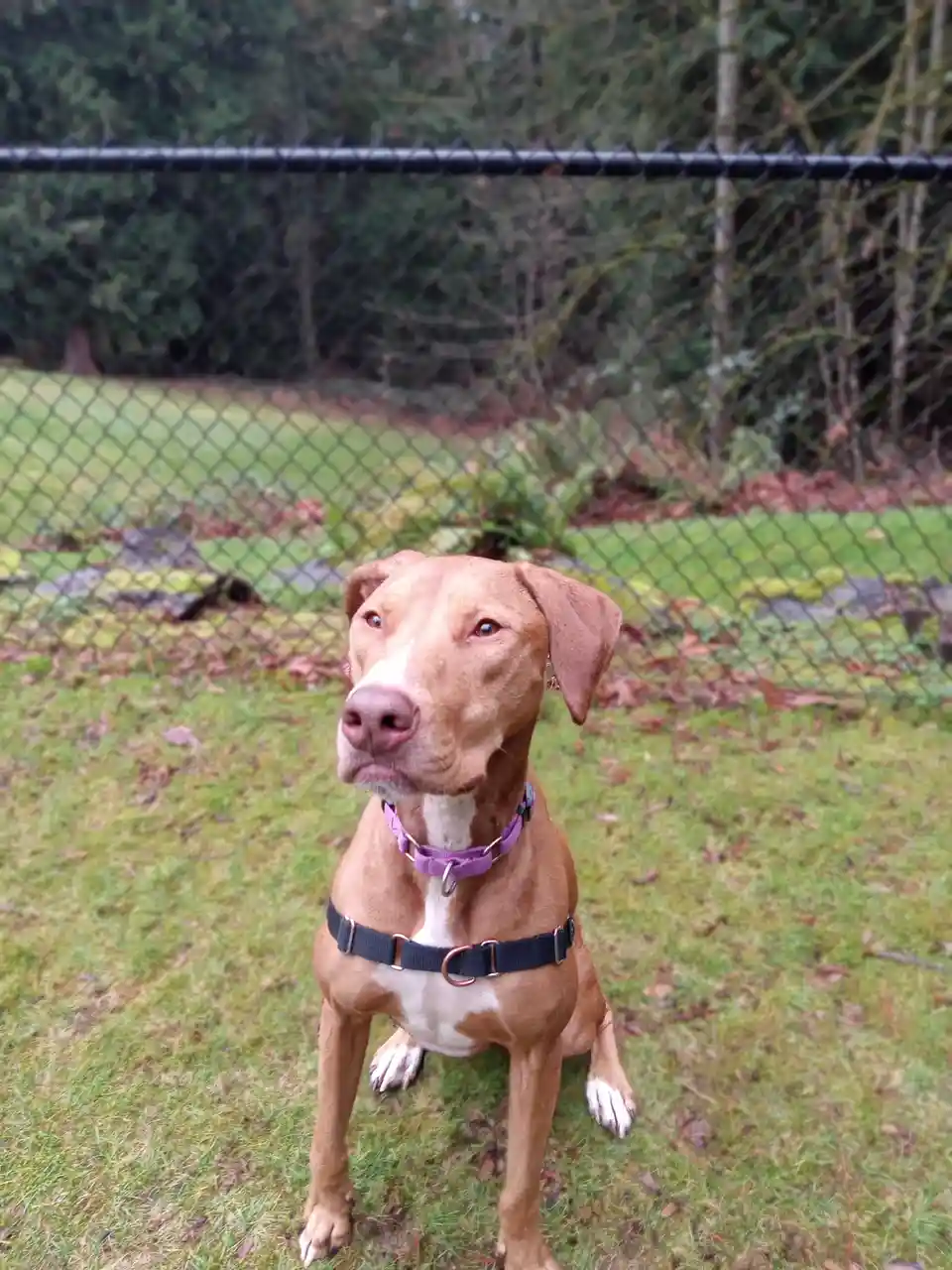 A brown and white dog with a purple collar and black harness sits on grass in front of a chain-link fence, looking upward…