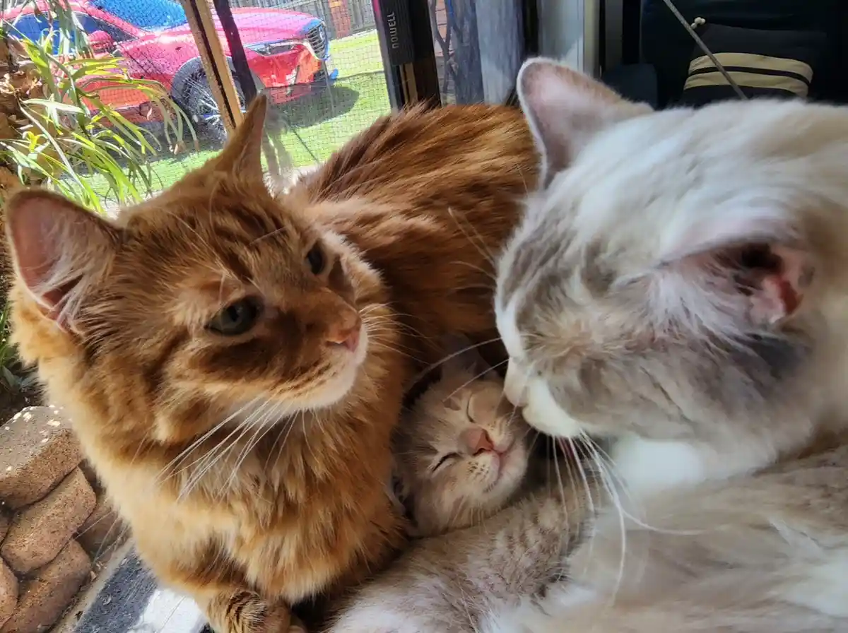 Three cats are cuddling together on a windowsill; a fluffy orange cat looks away with a stern expression while a white cat…