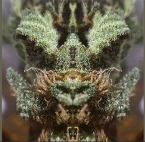 a close-up, vertically mirrored image of a cannabis bud, where the natural trichomes and leaf structures form a symmetrical…