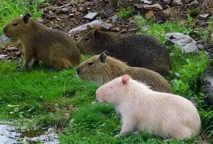 Four capybaras sit in a grassy, rocky area near water; the one in the foreground is albino, while the others are brown. The…