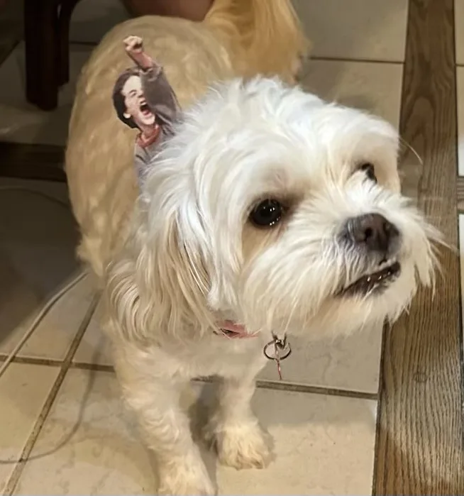 A small white fluffy dog stands on a tiled floor, looking slightly upward with a calm expression. Superimposed on its back…